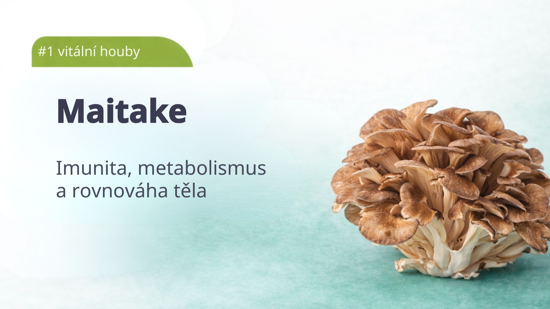 1_maitake-vitalni-houby-tradicni-cinske-mediciny
