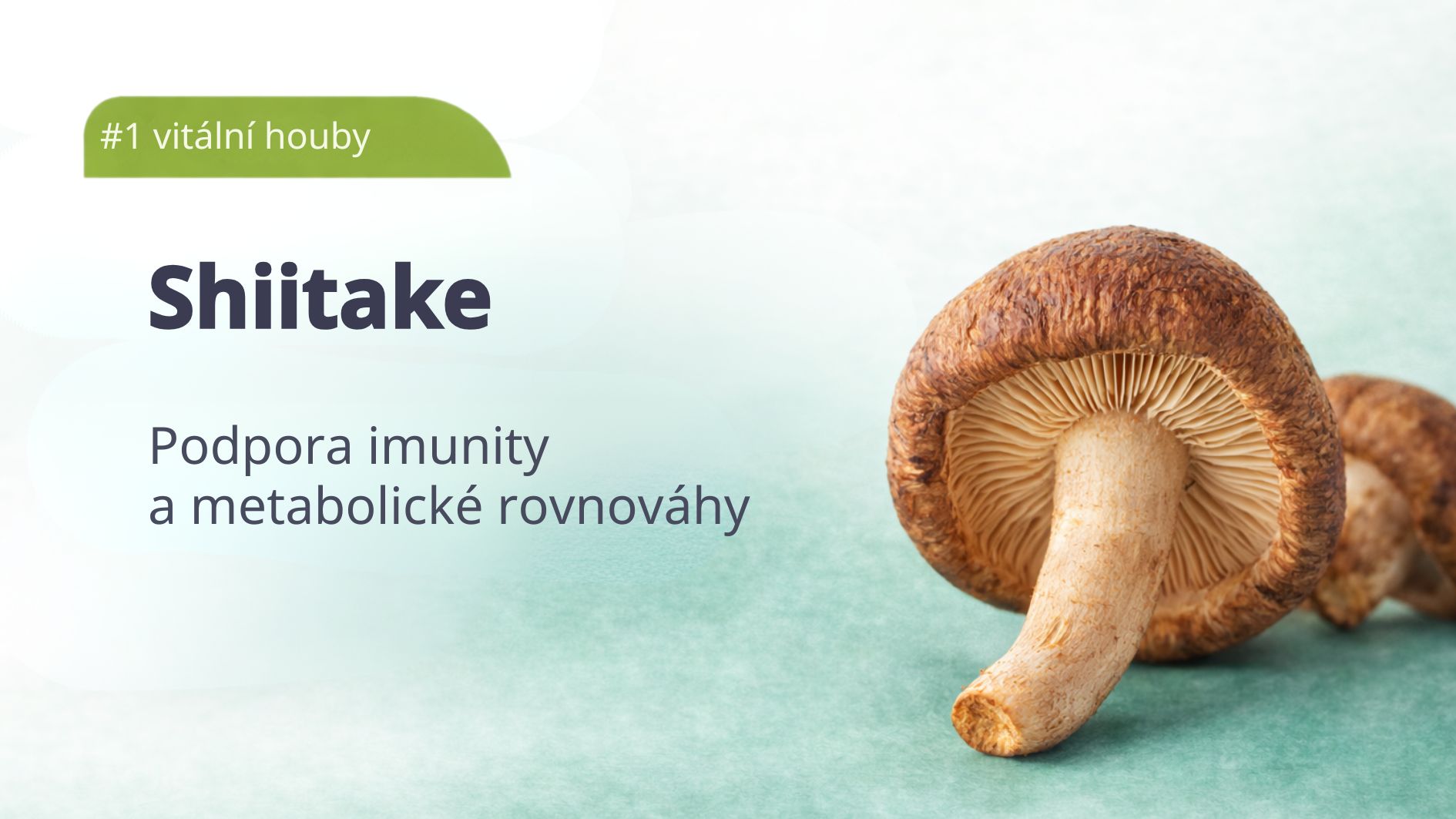 1_shiitake-vitalni-houby-tradicni-cinske-mediciny