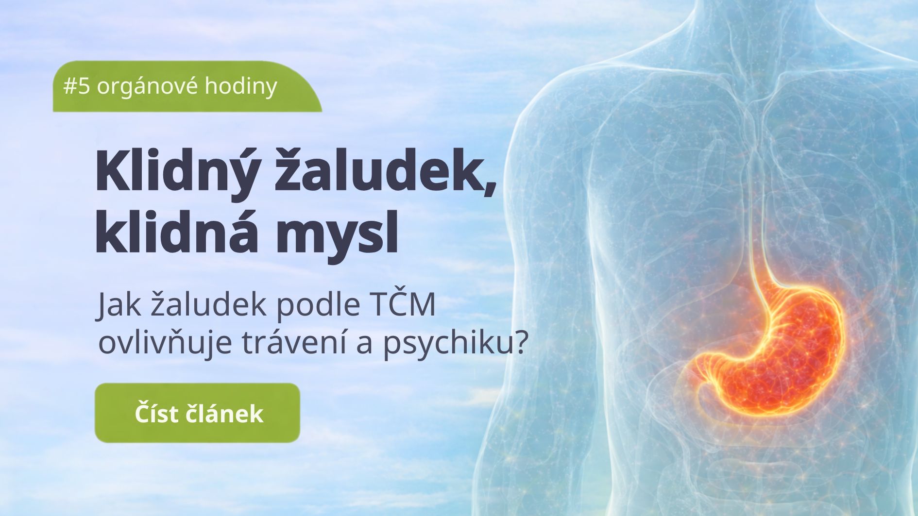 Žaludek: Když ticho v břiše rozhoduje o klidu v hlavě