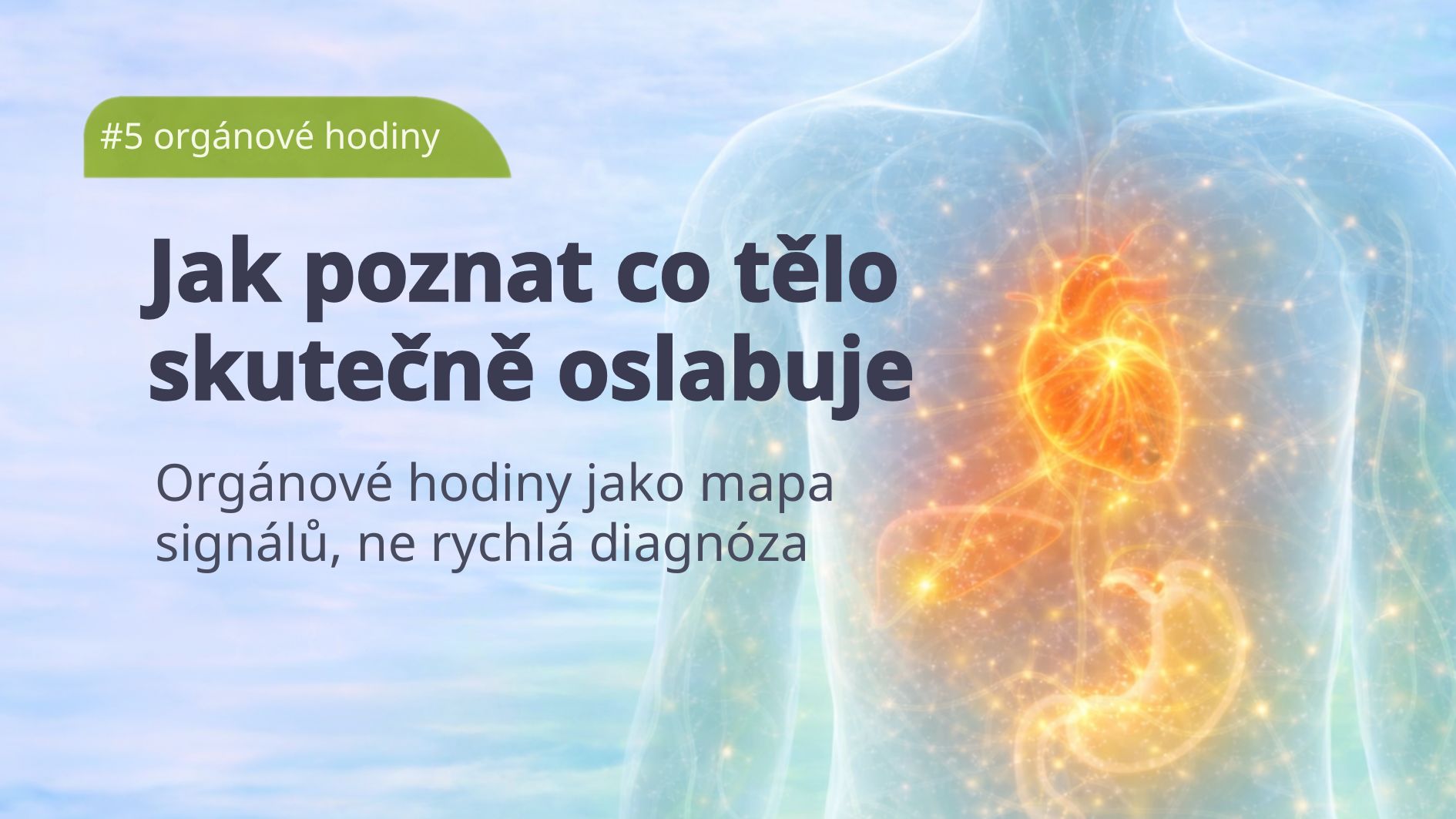 Orgánové hodiny – kompletní průvodce VIGRES