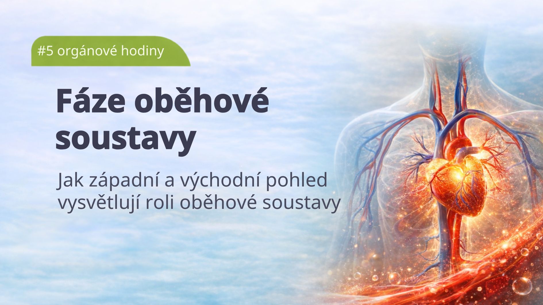 organove-hodiny-obehova-soustava-zlucnik
