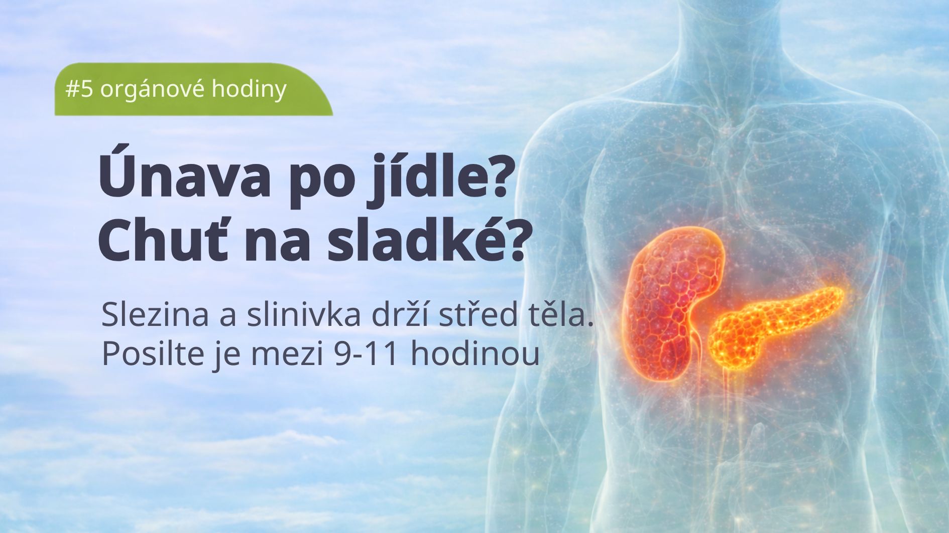 organove-hodiny-slezina-a-slinivka