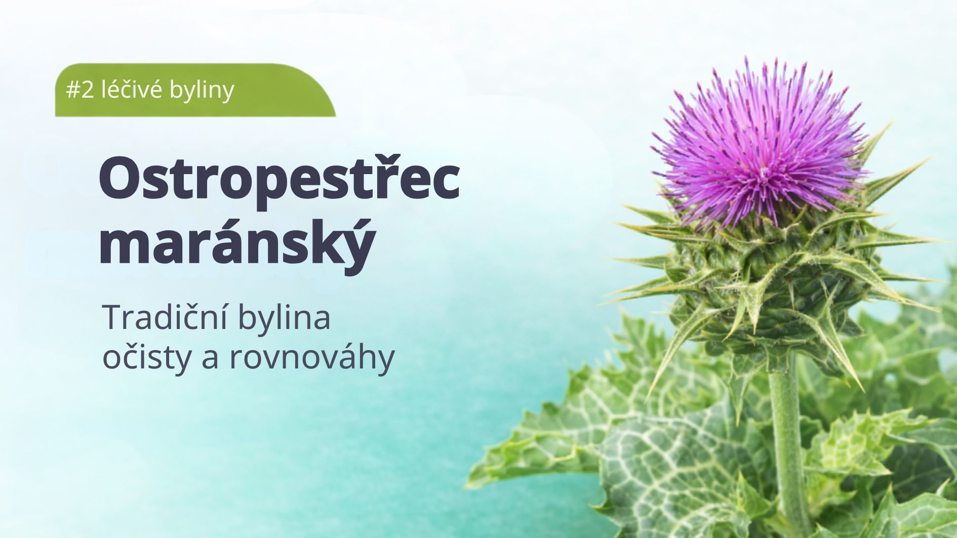 ostropestrec-mariansky-lecive-byliny-tradicni-cinske-mediciny