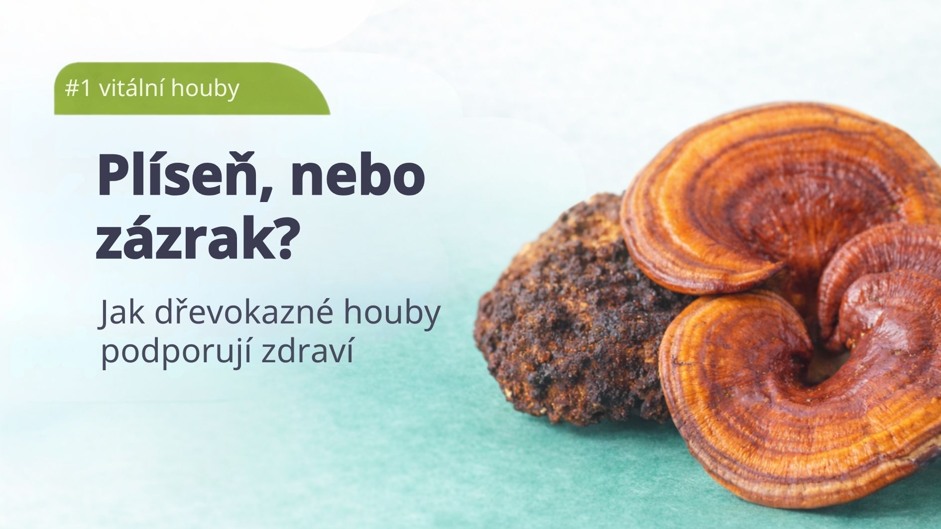 plisen-nebo-zazrak-vitalni-houby-tradicni-cinske-mediciny1