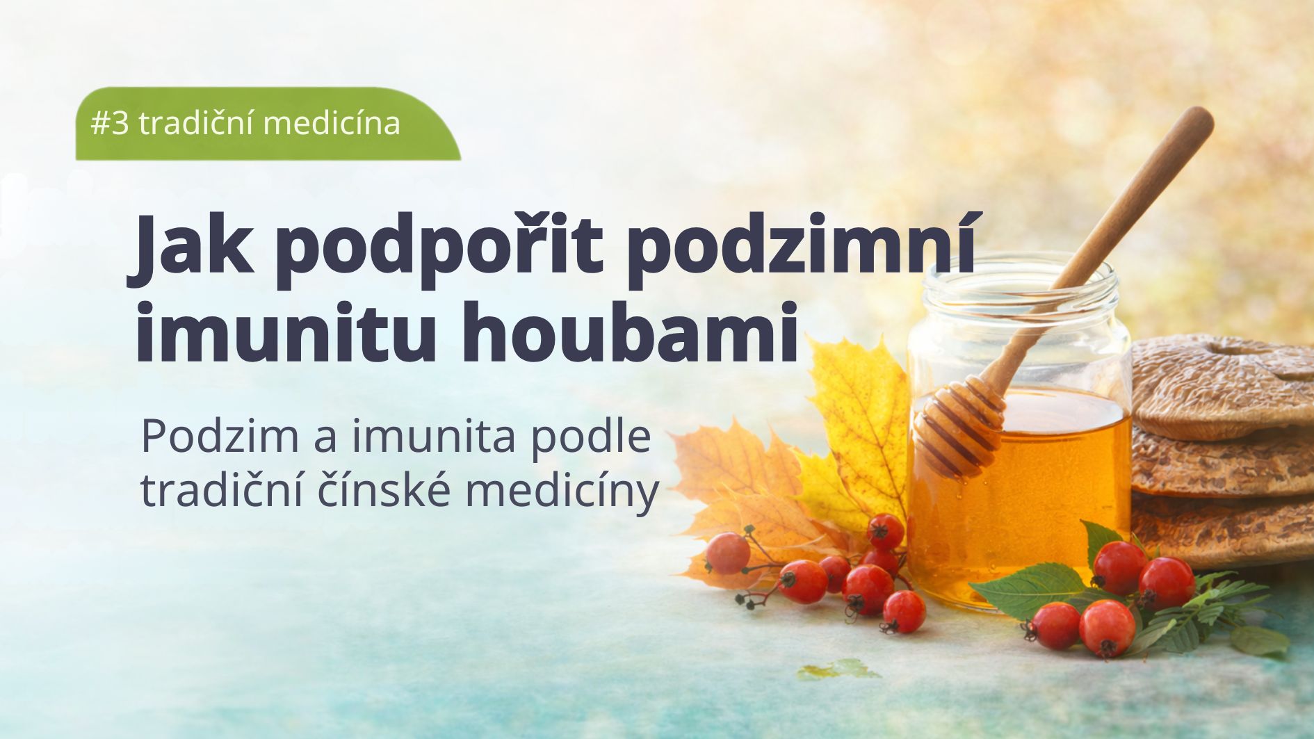 vitalni-houby-podzim-a-tradicni-cinska-medicina